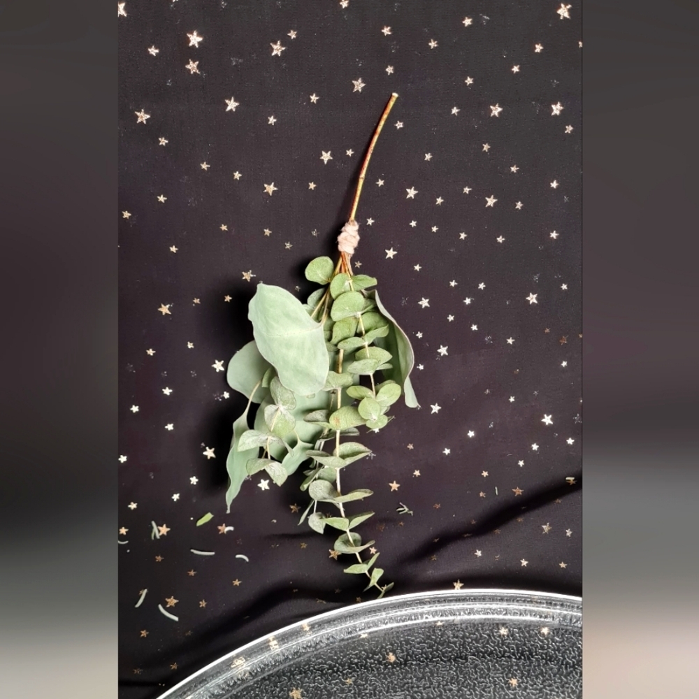 Elegant Baby Eucalyptus Broom
